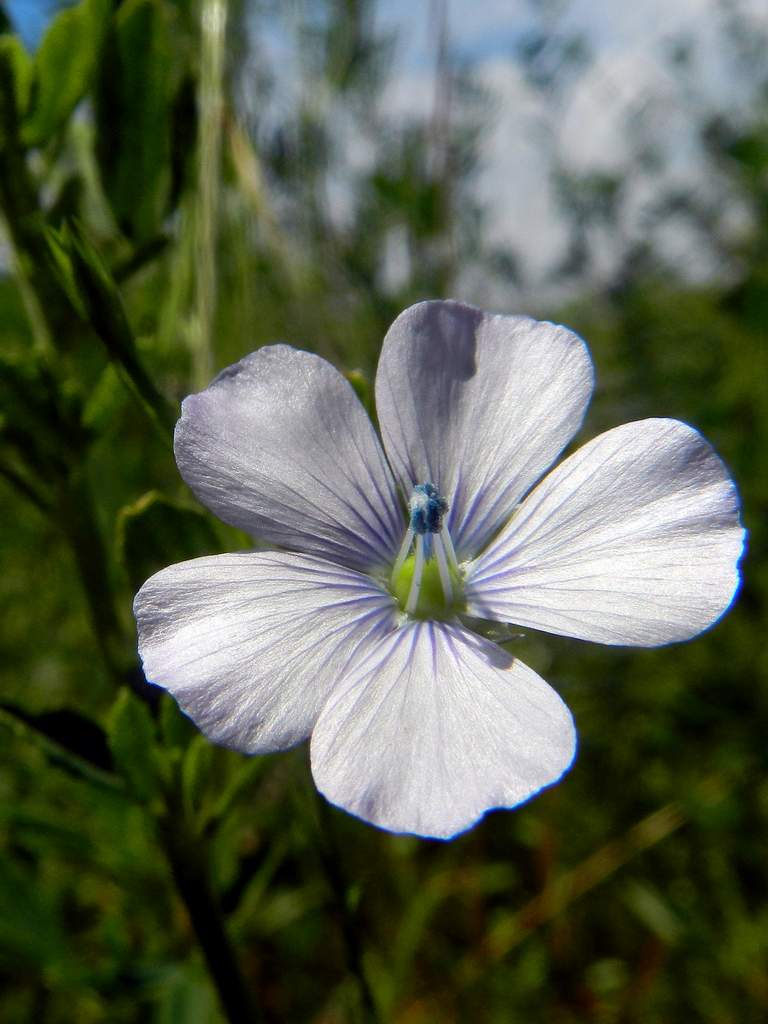 Linum bienne